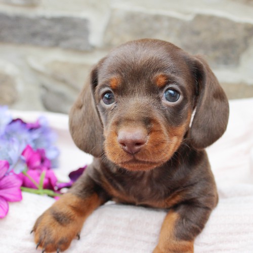 puppy, for, sale, Dachshund, Steven Jay Stoltzfus, dog, breeder, Gap, PA, dog-breeder, puppy-for-sale, forsale, nearby, find, puppyfind, locator, puppylocator, aca