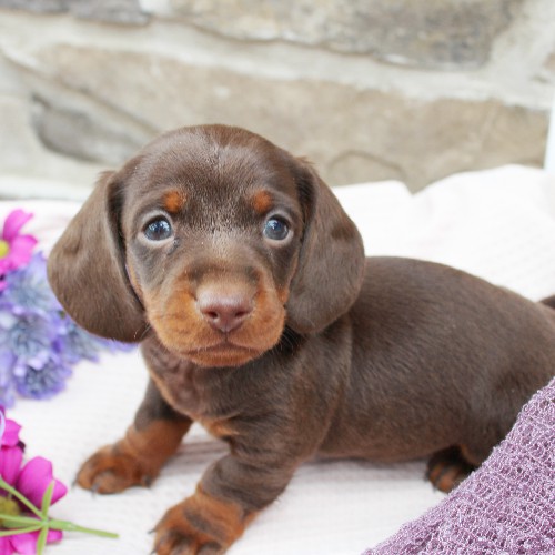 puppy, for, sale, Dachshund, Steven Jay Stoltzfus, dog, breeder, Gap, PA, dog-breeder, puppy-for-sale, forsale, nearby, find, puppyfind, locator, puppylocator, aca