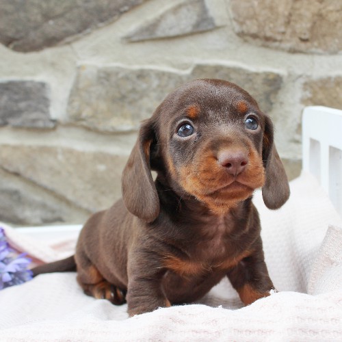 puppy, for, sale, Dachshund, Steven Jay Stoltzfus, dog, breeder, Gap, PA, dog-breeder, puppy-for-sale, forsale, nearby, find, puppyfind, locator, puppylocator, aca