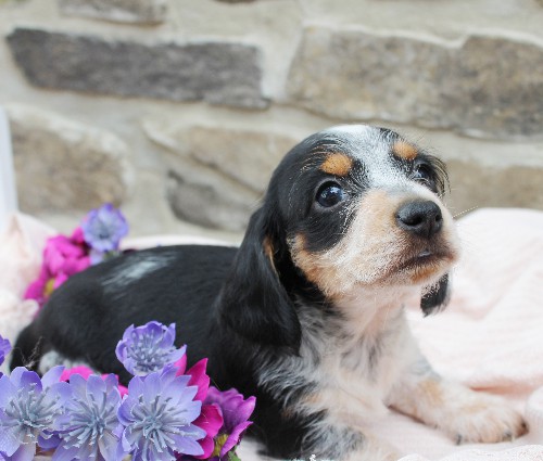 puppy, for, sale, Dachshund, Steven Jay Stoltzfus, dog, breeder, Gap, PA, dog-breeder, puppy-for-sale, forsale, nearby, find, puppyfind, locator, puppylocator, aca