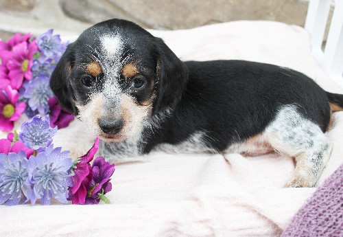 puppy, for, sale, Dachshund, Steven Jay Stoltzfus, dog, breeder, Gap, PA, dog-breeder, puppy-for-sale, forsale, nearby, find, puppyfind, locator, puppylocator, aca