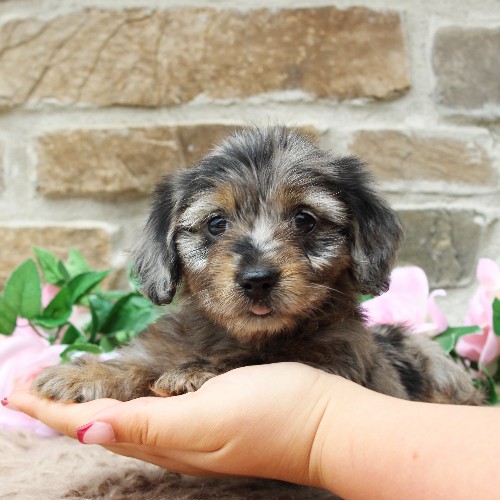 puppy, for, sale, Dachshund, Steven Jay Stoltzfus, dog, breeder, Gap, PA, dog-breeder, puppy-for-sale, forsale, nearby, find, puppyfind, locator, puppylocator, aca