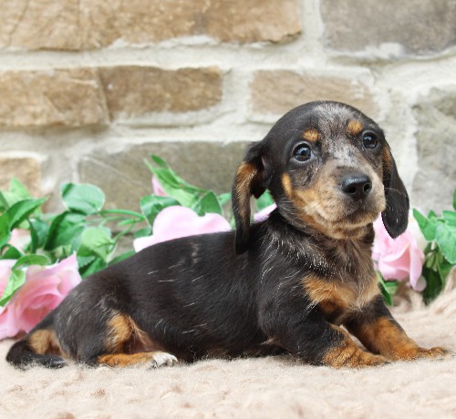 puppy, for, sale, Dachshund, Steven Jay Stoltzfus, dog, breeder, Gap, PA, dog-breeder, puppy-for-sale, forsale, nearby, find, puppyfind, locator, puppylocator, aca