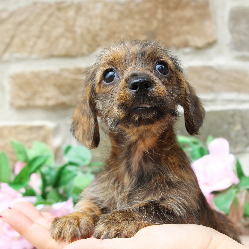 puppy, for, sale, Dachshund, Steven Jay Stoltzfus, dog, breeder, Gap, PA, dog-breeder, puppy-for-sale, forsale, nearby, find, puppyfind, locator, puppylocator, aca