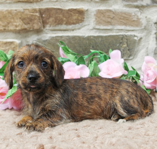 puppy, for, sale, Dachshund, Steven Jay Stoltzfus, dog, breeder, Gap, PA, dog-breeder, puppy-for-sale, forsale, nearby, find, puppyfind, locator, puppylocator, aca