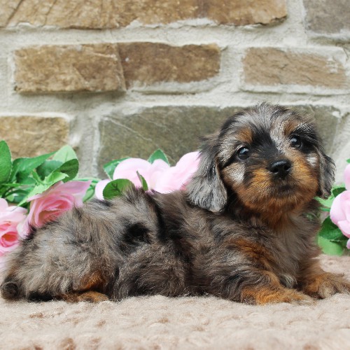 puppy, for, sale, Dachshund, Steven Jay Stoltzfus, dog, breeder, Gap, PA, dog-breeder, puppy-for-sale, forsale, nearby, find, puppyfind, locator, puppylocator, aca