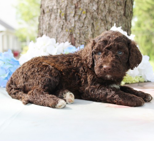 puppy, for, sale, Portuguese Water Dog, Steven Jay Stoltzfus, dog, breeder, Gap, PA, dog-breeder, puppy-for-sale, forsale, nearby, find, puppyfind, locator, puppylocator, aca