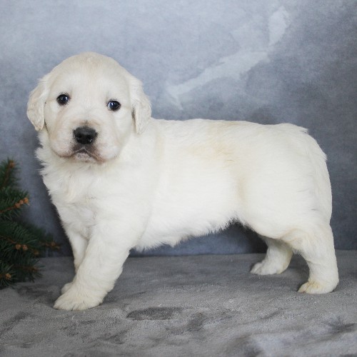 puppy, for, sale, Golden Retriever, Steven Jay Stoltzfus, dog, breeder, Gap, PA, dog-breeder, puppy-for-sale, forsale, nearby, find, puppyfind, locator, puppylocator, aca