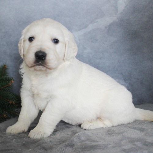 puppy, for, sale, Golden Retriever, Steven Jay Stoltzfus, dog, breeder, Gap, PA, dog-breeder, puppy-for-sale, forsale, nearby, find, puppyfind, locator, puppylocator, aca