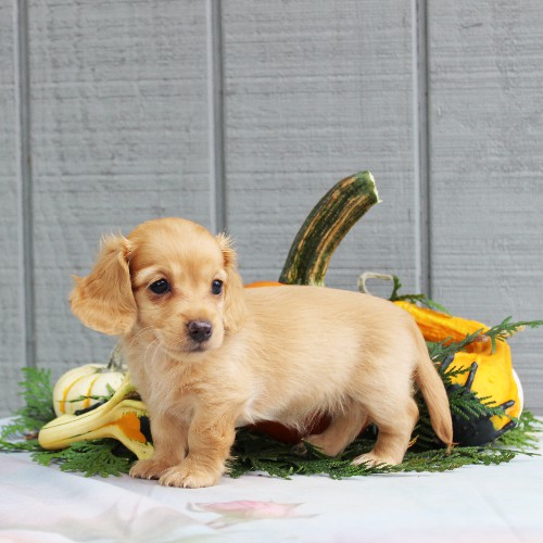 puppy, for, sale, Dachshund, Steven Jay Stoltzfus, dog, breeder, Gap, PA, dog-breeder, puppy-for-sale, forsale, nearby, find, puppyfind, locator, puppylocator, aca