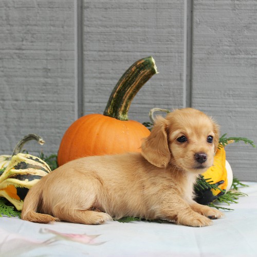 puppy, for, sale, Dachshund, Steven Jay Stoltzfus, dog, breeder, Gap, PA, dog-breeder, puppy-for-sale, forsale, nearby, find, puppyfind, locator, puppylocator, aca