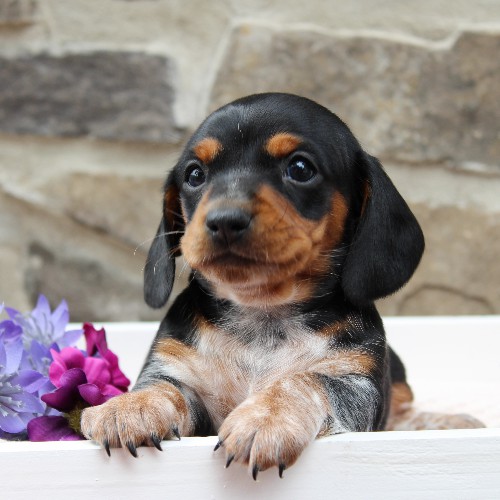 puppy, for, sale, Dachshund, Steven Jay Stoltzfus, dog, breeder, Gap, PA, dog-breeder, puppy-for-sale, forsale, nearby, find, puppyfind, locator, puppylocator, aca