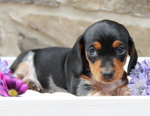 puppy, for, sale, Dachshund, Steven Jay Stoltzfus, dog, breeder, Gap, PA, dog-breeder, puppy-for-sale, forsale, nearby, find, puppyfind, locator, puppylocator, aca