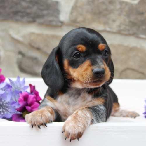 puppy, for, sale, Dachshund, Steven Jay Stoltzfus, dog, breeder, Gap, PA, dog-breeder, puppy-for-sale, forsale, nearby, find, puppyfind, locator, puppylocator, aca