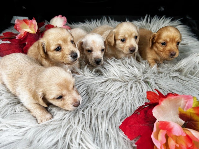 puppy, for, sale, Dachshund, Steven Jay Stoltzfus, dog, breeder, Gap, PA, dog-breeder, puppy-for-sale, forsale, nearby, find, puppyfind, locator, puppylocator, aca