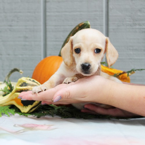 puppy, for, sale, Dachshund, Steven Jay Stoltzfus, dog, breeder, Gap, PA, dog-breeder, puppy-for-sale, forsale, nearby, find, puppyfind, locator, puppylocator, aca