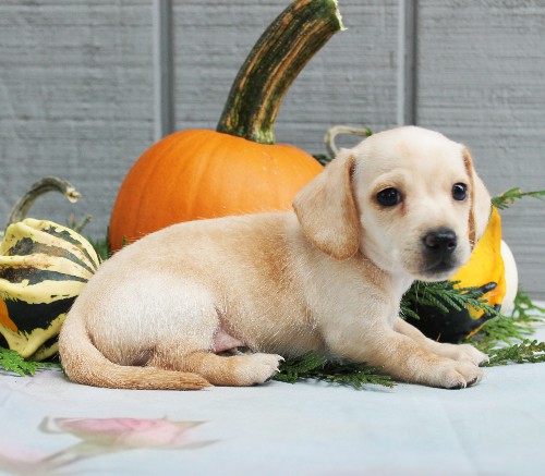 puppy, for, sale, Dachshund, Steven Jay Stoltzfus, dog, breeder, Gap, PA, dog-breeder, puppy-for-sale, forsale, nearby, find, puppyfind, locator, puppylocator, aca