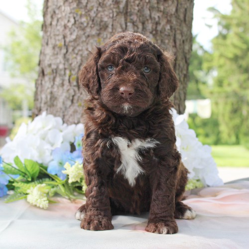 puppy, for, sale, Portuguese Water Dog, Steven Jay Stoltzfus, dog, breeder, Gap, PA, dog-breeder, puppy-for-sale, forsale, nearby, find, puppyfind, locator, puppylocator, aca