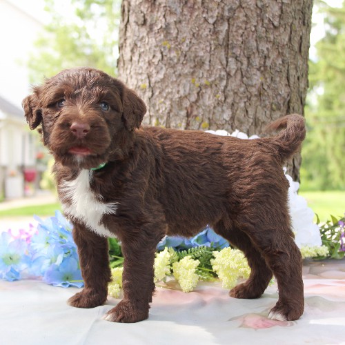 puppy, for, sale, Portuguese Water Dog, Steven Jay Stoltzfus, dog, breeder, Gap, PA, dog-breeder, puppy-for-sale, forsale, nearby, find, puppyfind, locator, puppylocator, aca