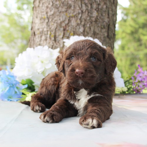 puppy, for, sale, Portuguese Water Dog, Steven Jay Stoltzfus, dog, breeder, Gap, PA, dog-breeder, puppy-for-sale, forsale, nearby, find, puppyfind, locator, puppylocator, aca