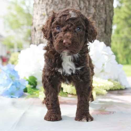 puppy, for, sale, Portuguese Water Dog, Steven Jay Stoltzfus, dog, breeder, Gap, PA, dog-breeder, puppy-for-sale, forsale, nearby, find, puppyfind, locator, puppylocator, aca
