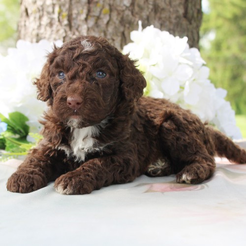 puppy, for, sale, Portuguese Water Dog, Steven Jay Stoltzfus, dog, breeder, Gap, PA, dog-breeder, puppy-for-sale, forsale, nearby, find, puppyfind, locator, puppylocator, aca