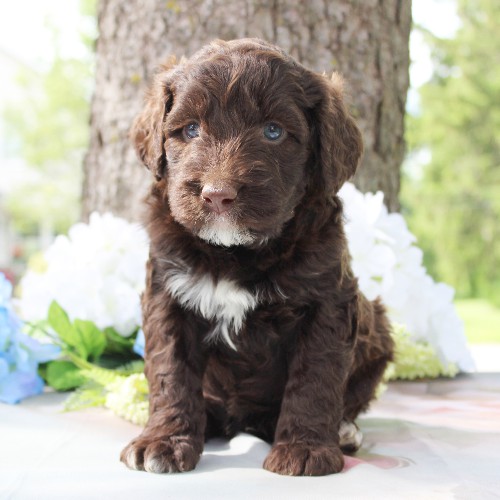 puppy, for, sale, Portuguese Water Dog, Steven Jay Stoltzfus, dog, breeder, Gap, PA, dog-breeder, puppy-for-sale, forsale, nearby, find, puppyfind, locator, puppylocator, aca