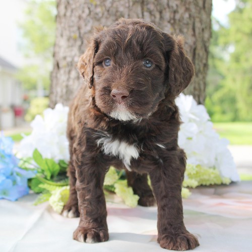 puppy, for, sale, Portuguese Water Dog, Steven Jay Stoltzfus, dog, breeder, Gap, PA, dog-breeder, puppy-for-sale, forsale, nearby, find, puppyfind, locator, puppylocator, aca