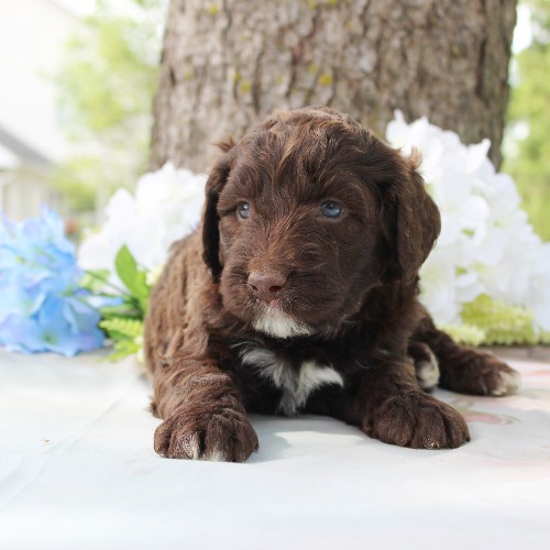 puppy, for, sale, Portuguese Water Dog, Steven Jay Stoltzfus, dog, breeder, Gap, PA, dog-breeder, puppy-for-sale, forsale, nearby, find, puppyfind, locator, puppylocator, aca