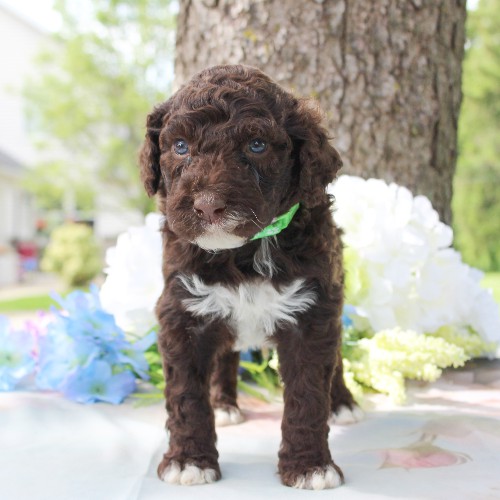puppy, for, sale, Portuguese Water Dog, Steven Jay Stoltzfus, dog, breeder, Gap, PA, dog-breeder, puppy-for-sale, forsale, nearby, find, puppyfind, locator, puppylocator, aca