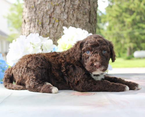 puppy, for, sale, Portuguese Water Dog, Steven Jay Stoltzfus, dog, breeder, Gap, PA, dog-breeder, puppy-for-sale, forsale, nearby, find, puppyfind, locator, puppylocator, aca