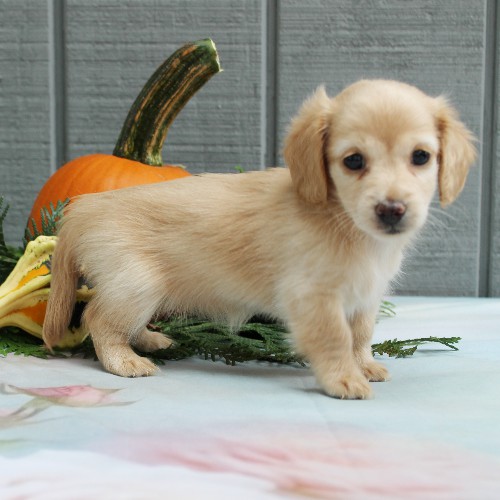 puppy, for, sale, Dachshund, Steven Jay Stoltzfus, dog, breeder, Gap, PA, dog-breeder, puppy-for-sale, forsale, nearby, find, puppyfind, locator, puppylocator, aca