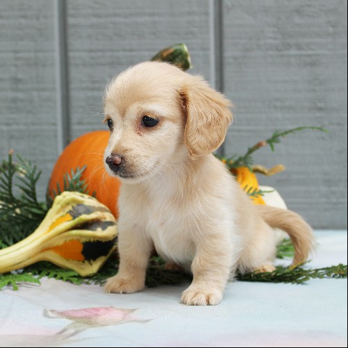 puppy, for, sale, Dachshund, Steven Jay Stoltzfus, dog, breeder, Gap, PA, dog-breeder, puppy-for-sale, forsale, nearby, find, puppyfind, locator, puppylocator, aca